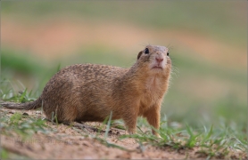 <p>SYSEL OBECNÝ (Spermophilus citellus) 8/2016 /European ground squirrel - Europäischer Ziesel/</p>